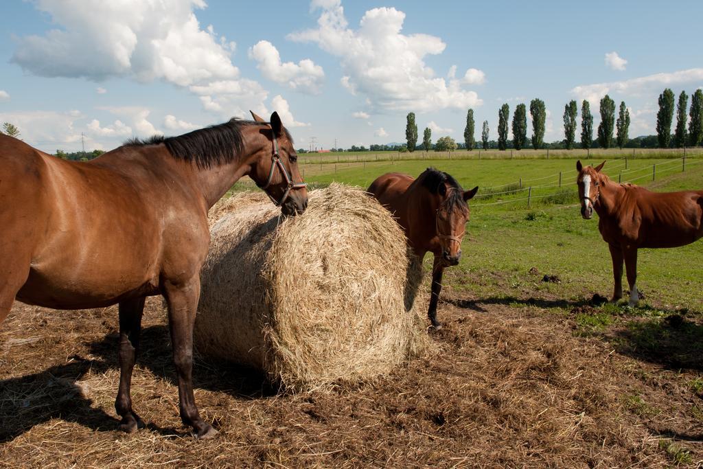 Farma Ptyrov Otel Mnichovo Hradiště Dış mekan fotoğraf